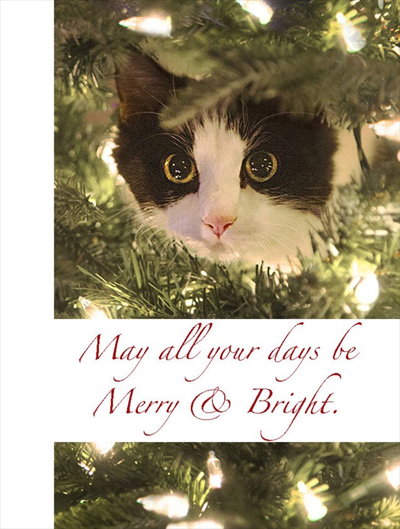 P_cat_002b - Copy (3)