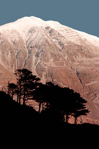 Caledonian Pines Silhouetted Against Liathach
