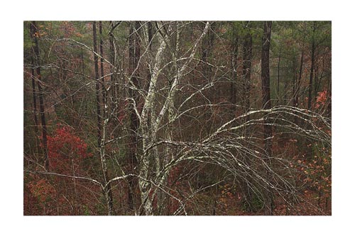 dsd_2044c